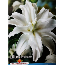 Lilium Oriental double 'Polar Star', Idänlilja