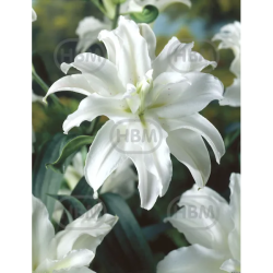 Lilium Oriental double 'Polar Star', Idänlilja