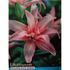 Lilium Asiatic, Lilja 'Aphrodite', 2 kpl Lilium Asiatic, Lilja 'Aphrodite', 2 kpl