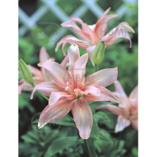 Lilium Asiatic, Lilja 'Aphrodite', 2 kpl