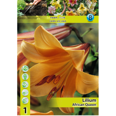 Lilium 'African Queen', Trumpettililja, 2 kpl 