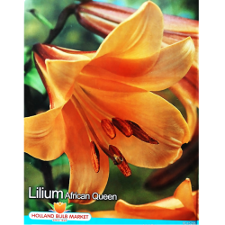 Lilium 'African Queen', Trumpettililja, 2 kpl 