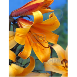 Lilium 'African Queen', Trumpettililja, 2 kpl 