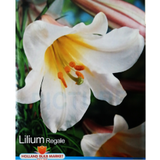 Lilium Trumpet 'Regale', Trumpettililja, 2 kpl
