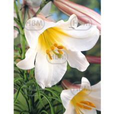 Lilium Trumpet 'Regale', Trumpettililja, 2 kpl