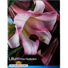 Lilium  Trumpet 'Pink Perfection', Trumpettililja, 2 kpl 