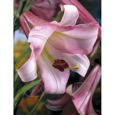 Lilium  Trumpet 'Pink Perfection', Trumpettililja, 2 kpl 