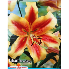 Lilium, OT -hybrid 'Shocking', Puulilja, 2 kpl