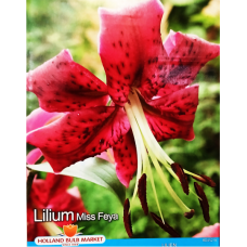 Lilium, OT-hybrid 'Miss Feya', puulilja, 2 kpl