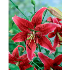 Lilium, OT-hybrid 'Miss Feya', puulilja, 2 kpl