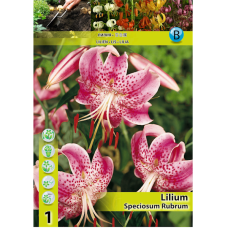Lilium speciosum 'Rubrum', Orkidealilja, 2 kpl