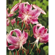 Lilium speciosum 'Rubrum', Orkidealilja, 2 kpl