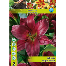 Lilium  OT-hybrid 'Purple Prince', Puulilja, 2 kpl