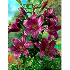 Lilium  OT-hybrid 'Purple Prince', Puulilja, 2 kpl