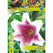Lilium 'Triumphator', LA-hybridililja