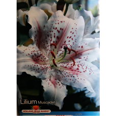 Lilium Oriental, Idänlilja 'Muscadet', 2 kpl Lilium Oriental, Idänlilja 'Muscadet', 2 kpl