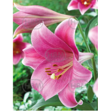 Lilium 'Pink Heaven', LO-hybridililja, 2 kpl