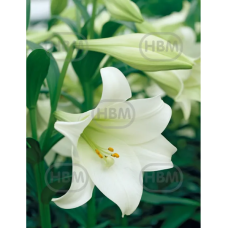 Lilium 'Jules Verne', LO-hybridililja, 2 kpl