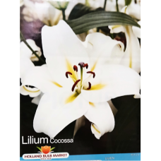 Lilium, OT-hybrid 'Cocossa', Puulilja, 2 kpl