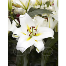 Lilium, OT-hybrid 'Cocossa', Puulilja, 2 kpl