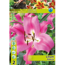 Lilium OT-hybrid 'Robina', Puulilja, 2 kpl