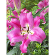Lilium OT-hybrid 'Robina', Puulilja, 2 kpl