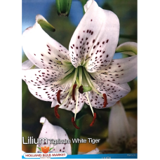 Lilium speciosum 'Tigrinum White Tiger', Tiikerililja, 2 kpl