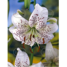 Lilium speciosum 'Tigrinum White Tiger', Tiikerililja, 2 kpl