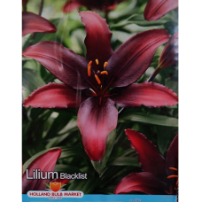 Lilium Asiatic 'Blacklist', Värililja, 2 kpl Lilium Asiatic 'Blacklist', Värililja, 2 kpl