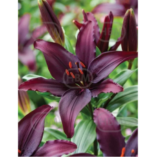 Lilium Asiatic 'Blacklist', Värililja, 2 kpl