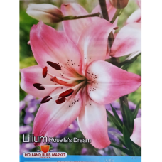 Lilium Asiatic 'Rosella's Dream', Värililja, 2 kpl Lilium Asiatic 'Rosella's Dream', Värililja, 2 kpl