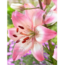 Lilium Asiatic 'Rosella's Dream', Värililja, 2 kpl