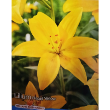 Lilium Asiatic 'Rapid Yellow', Värililja, 2 kpl Lilium Asiatic 'Rapid Yellow', Värililja, 2 kpl