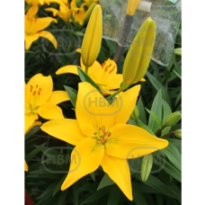 Lilium Asiatic  'Rapid Yellow', Värililja, 2 kpl