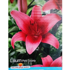 Lilium Asiatic 'Pink County', Värililja, 2 kpl Lilium Asiatic 'Pink County', Värililja, 2 kpl