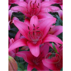 Lilium Asiatic 'Pink County', Värililja, 2 kpl