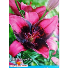 Lilium asiatic, Lilja 'Purple Eye' Lilium asiatic, Lilja 'Purple Eye'