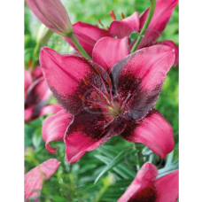 Lilium asiatic, Lilja 'Purple Eye'