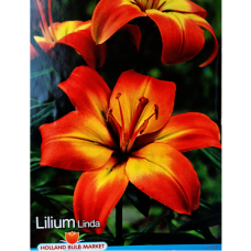 Lilium asiatic, Lilja 'Linda', 2 kpl Lilium asiatic, Lilja 'Linda', 2 kpl
