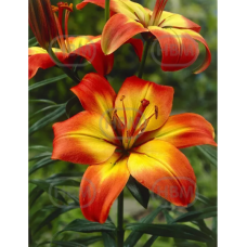 Lilium asiatic, Lilja 'Linda', 2 kpl