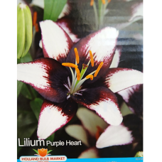 Lilium asiatic, Lilja 'Purple Heart', 2 kpl Lilium asiatic, Lilja 'Purple Heart', 2 kpl