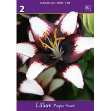Lilium asiatic, Lilja 'Purple Heart', 2 kpl