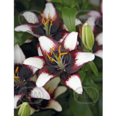 Lilium asiatic, Lilja 'Purple Heart', 2 kpl