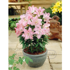 Lilium Oriental 'Farolito', Idänlilja, 2 kpl