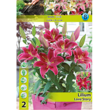 Lilium  Oriental 'Love Story', Idänlilja, 2 kpl