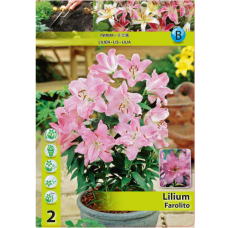 Lilium Oriental 'Farolito', Idänlilja, 2 kpl