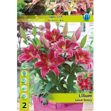  Lily (Lilium) 'Love Story', Oriental pot lily, 1L -container plant