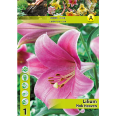 Lilium 'Pink Heaven', LO-hybridililja, 2 kpl