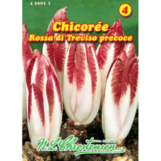 Chicory ' Rossa di Treviso precoce'  (Cichorium endivia)