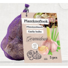 Valkosipuli Germidour, 5 kpl